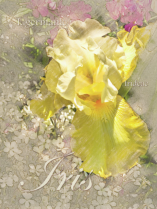 Yellow Iris Graphic by Mark Mille Yellow Iris Graphic by Mark Mille